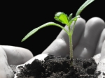 Bild: Die Pflanzenheilkunde - Phytotherapie